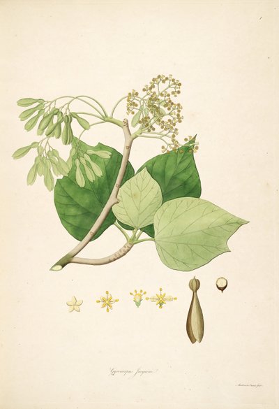 Illustration von Gyrocarpus jacquini (= Gyrocarpus americanus), Hernandiaceae von Mackenzie